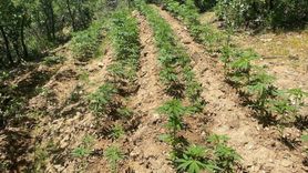 Bingöl'de Uyuşturucu Operasyonu: 4 Bin 763 Kök Hint Keneviri Ele Geçirildi