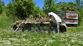 Bitlis Balı, Paris'te İki Yıl Üst Üste Altın Bal Ödülünü Kazandı