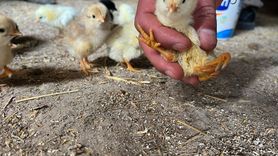 Çankırı'da Dikkat Çeken 4 Ayaklı Civciv