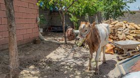 Diyarbakır'da Yabanileşen Buzağı 9 Ay Sonra Bulundu