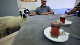 Düzce'de Kurbanlık Koçla Dostluk Hikayesi