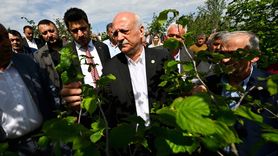 Düzce'de Zirai Dondan Etkilenen Bahçelerde İnceleme