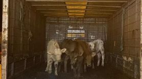 Edirne'de Çalınan Büyükbaş Hayvanlar Dron ile Bulundu