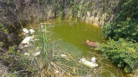 Edirne'de Çukurda Bulunan Ölü Köpekler Şok Etti