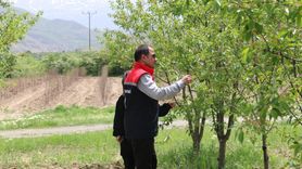Erzincan'da Vişne Bahçeleri ile Ekonomiye Katkı