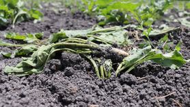 Erzincan'da Yaban Domuzları Çiftçilere Zarar Veriyor