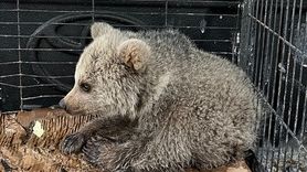 Erzurum'da Koruma Altına Alınan Ayı Yavrusu