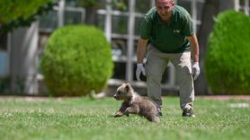 Gaziantep Doğal Yaşam Parkı'nda Ayı Yavrusu Boncuk'a Özenli Bakım