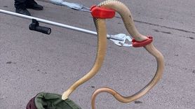 Gümüşhane'de Yılan Harekete Geçti: İtfaiye Ekibi Olayı Çözdü