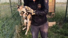 Hatay'da İtfaiye Ekipleri Bina Boşluğunda Mahsur Kalan Kediyi Kurtardı