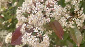 İklim Değişikliği ve Polen Alerjileri: Yeni Dönem