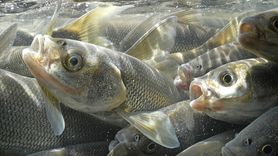 İnci Kefalinin Zorlu Göçü Su Altında Görüntülendi