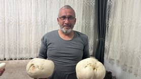 Isparta'da Yürüyüş Sırasında Dev Mantarlar Bulundu