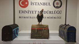 İstanbul'da Horoz Dövüşüne 194 Bin Lira Ceza