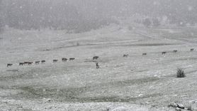 Kars'ın Sarıkamış İlçesi Karla Kaplandı