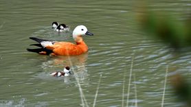 Kars'ta Angut Yavruları Doğayla Buluştu