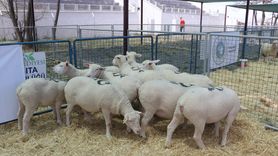 Kayseri'de Görkemli Koyun Güzellik Yarışması