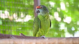 Kayseri Hayvanat Bahçesi'nde Papağan Bakımının Masalı