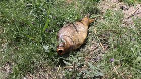 Kırklareli'nde Balık Ölümleri İçin İnceleme Başlatıldı