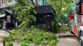 Kocaeli'de Şiddetli Rüzgarın Etkileri: Devrilen Ağaç Kafeye Zarar Verdi
