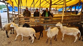 Kurban Seçimi ve Kesimi için Uzman Tavsiyeleri