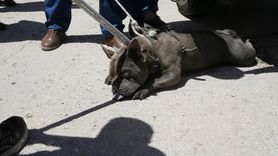 Malatya'da Pitbull Saldırısı: Bir Kadın Yaralandı