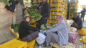 Manisa'da Asma Yaprağı Üreticilere Ek Gelir Kaynağı Oluyor