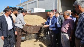 Mardin'de Sezonun İlk Arpa Hasadı Gerçekleşti