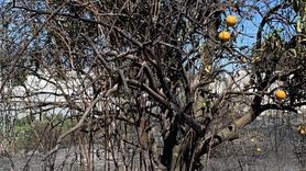Mersin'deki Zirai Yangın Kontrol Altına Alındı