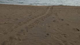 Muğla'da Caretta Carettalar Yumurtlama Dönemine Girdi