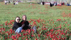 Muş Ovası'nda 'Muş 1071' Laleleri Açıyor