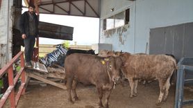 Muş'ta Kurbanlık Hayvan Sevkiyatı Başladı