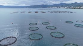 Ordu'da Türk Somonu Üretimi: 1 Milyar Lira Ekonomik Katkı