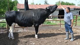 Osmaniye'de Kurbanlık Boğa Satışa Çıkarıldı