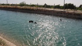 Şanlıurfa'da Sulama Kanalında Kaybolan Çocuk İçin Arama Çalışmalarına Ara Verildi