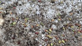 Şanlıurfa'da Dolu Yağışı Tarımda Zarar Yarattı