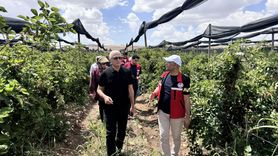 Siirt'te 34 Milyon Lira Destekle Böğürtlen Üretimi Artıyor