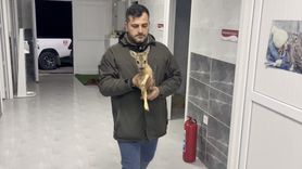 Sinop'ta Anneden Ayrılan Yavru Karaca Kurtarıldı