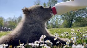 Sinop'ta Bulunan Ayı Yavruları Koruma Altına Alındı