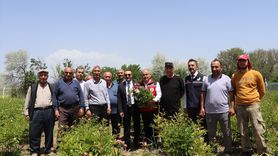 Sivas'ta Şakayık Hasadı Yapıldı