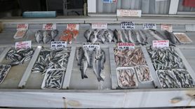 Tekirdağ'da Balıkçıların Bereketli Avlanması