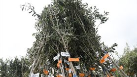 TİKA, Arnavutluk'a Zeytin Fidanı Hibe Etti