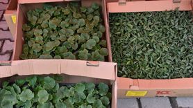 Trabzon'da 260 Bin Sebze Fidesi Üreticilere Dağıtıldı