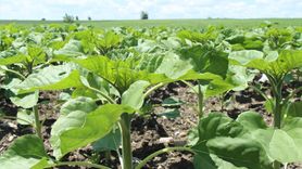 Trakya'da Ayçiçeği Gelişimi Yağışlarla Hızlanıyor