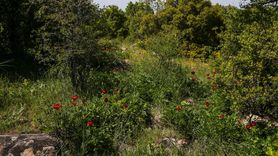 Uşak'ta Ender Görülen İtecik Lalesi Çiçek Açtı