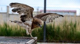 Van YYÜ Yaban Hayvanları Koruma Merkezi Yaralı Kuşlara Umut Oluyor