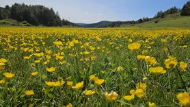 Yapraklı Yaylası'nda Düğün Çiçeklerinin Sarı Dansı