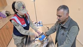 Yaralı Kartal Tedavi Altına Alındı