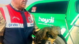 Yaralı Kızıl Şahin Şanlıurfa'da Kurtarıldı