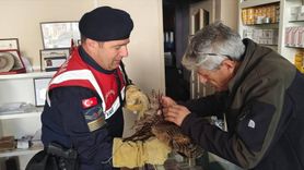 Yozgat'ta Yaralı Puhu Kurtarıldı ve Tedavi Altına Alındı
